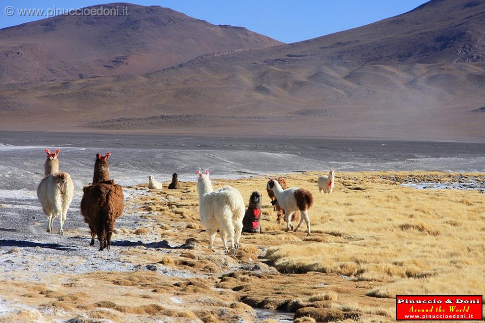 BOLIVIA 2 - Lama alla Laguna Colorada - 4.jpg